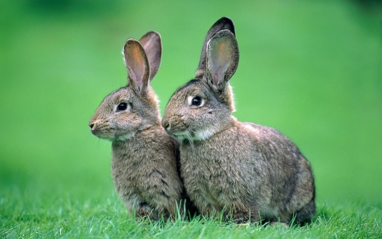 трава, природа, фон, животные, серые, кролики, зайцы, grass, nature, background, animals, grey, rabbits