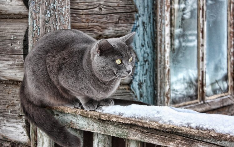 снег, кот, кошка, дом, snow, cat, house
