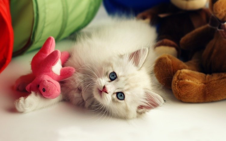 цветы, кошка, котенок, пушистый, белый, игрушки, малыш, flowers, cat, kitty, fluffy, white, toys, baby