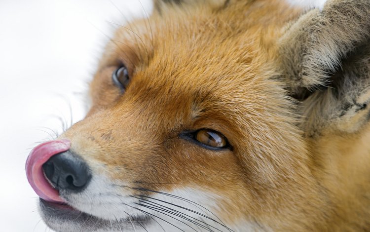мордочка, взгляд, рыжая, лиса, лисица, язык, хитрый, muzzle, look, red, fox, language, tricky
