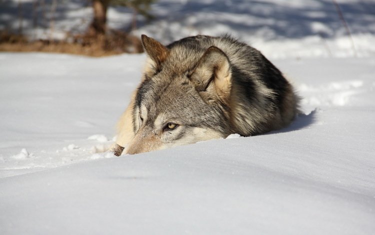 снег, зима, лежит, хищник, волк, snow, winter, lies, predator, wolf