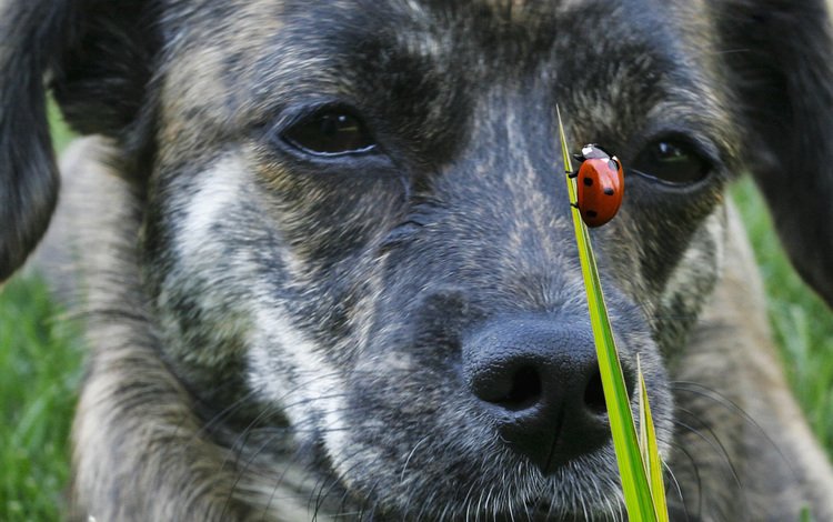 морда, трава, жук, насекомое, взгляд, собака, божья коровка, пес, face, grass, beetle, insect, look, dog, ladybug