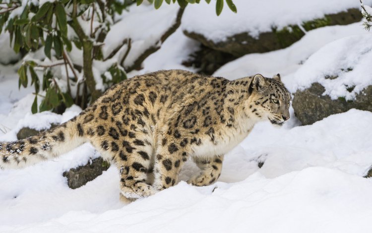 снег, зима, кошка, снежный барс, ирбис, snow, winter, cat, snow leopard, irbis