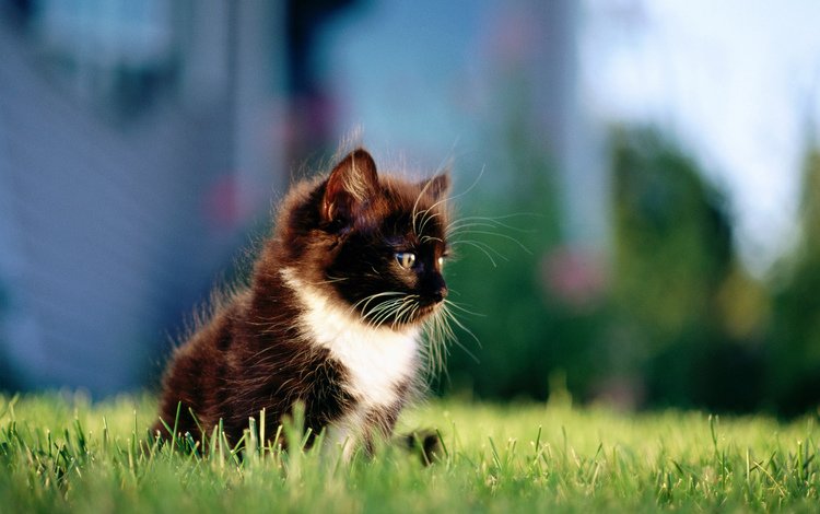 трава, кошка, котенок, пушистый, чёрно-белый, grass, cat, kitty, fluffy, black and white