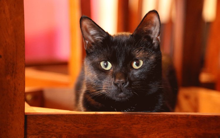 глаза, кот, кошка, взгляд, черный, ушки, eyes, cat, look, black, ears