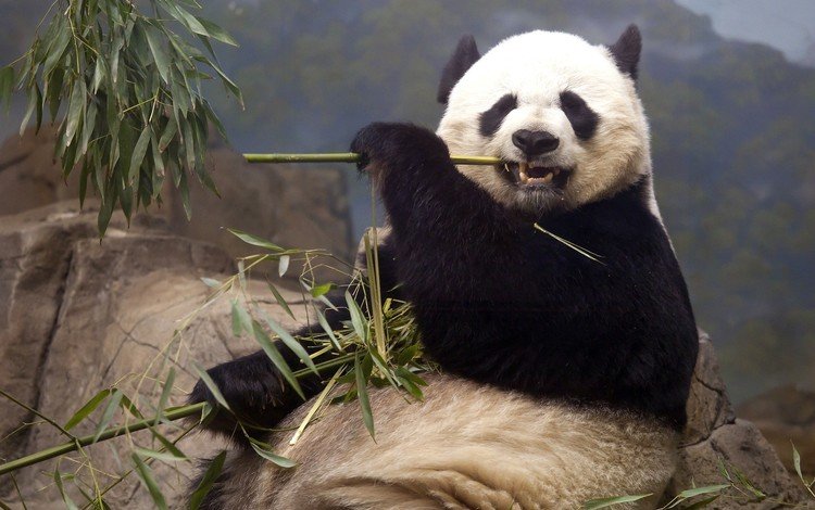 панда, медведь, кушает, бамбуковый медведь, большая панда, panda, bear, eats, bamboo bear, the giant panda