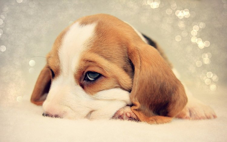 грусть, собака, щенок, бигль, sadness, dog, puppy, beagle