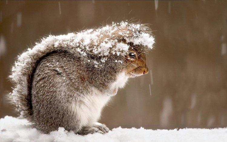 снег, зима, животные, белка, пушистый хвост, snow, winter, animals, protein, fluffy tail