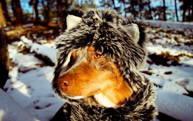 снег, зима, собака, шубка, австралийская овчарка, snow, winter, dog, coat, australian shepherd