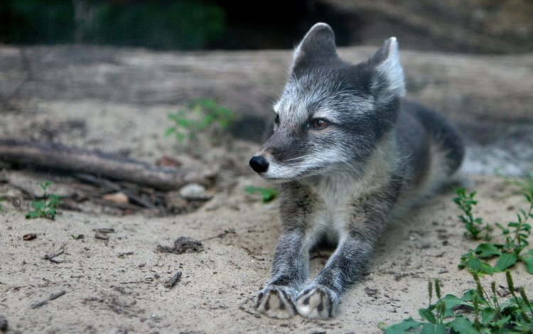 песок, лиса, лисица, черно-бурая, хитрый взгляд, длинная морда, sand, fox, black-brown, sly look, long snout