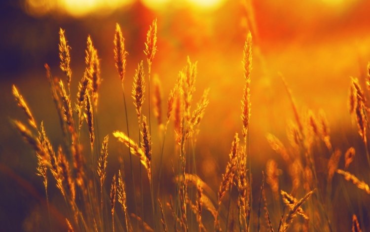 трава, закат, поле, лето, колоски, grass, sunset, field, summer, spikelets