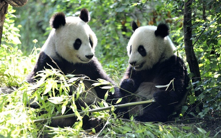 листья, панды, бамбуковый медведь, большая панда, leaves, panda, bamboo bear, the giant panda