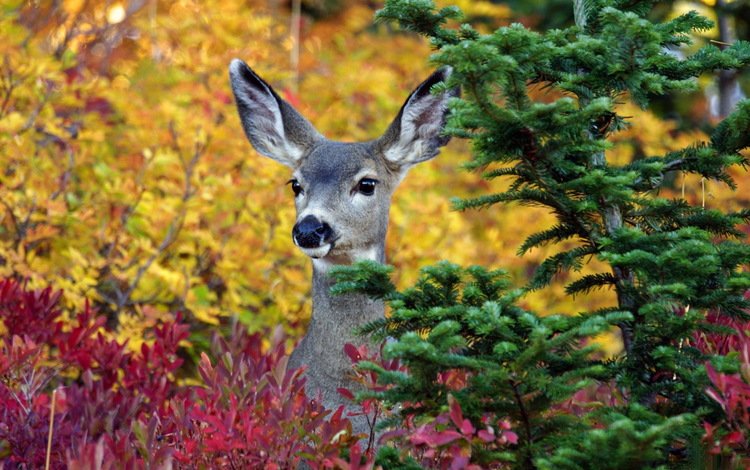 деревья, лес, олень, осень, ушки, животное, trees, forest, deer, autumn, ears, animal