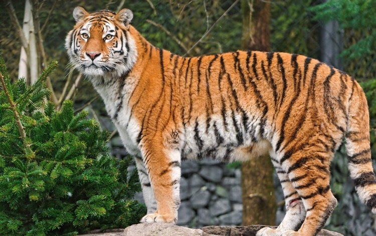 тигр, природа, лес, хищник, амурский, tiger, nature, forest, predator, amur