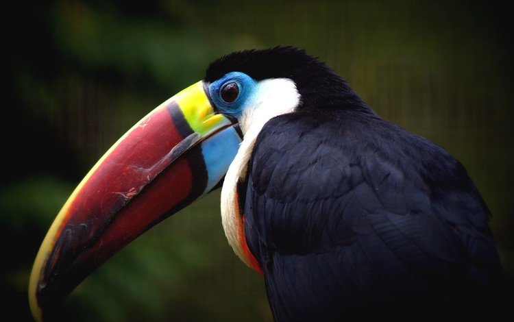 фон, птица, тукан, клюв, оперение, background, bird, toucan, beak, tail