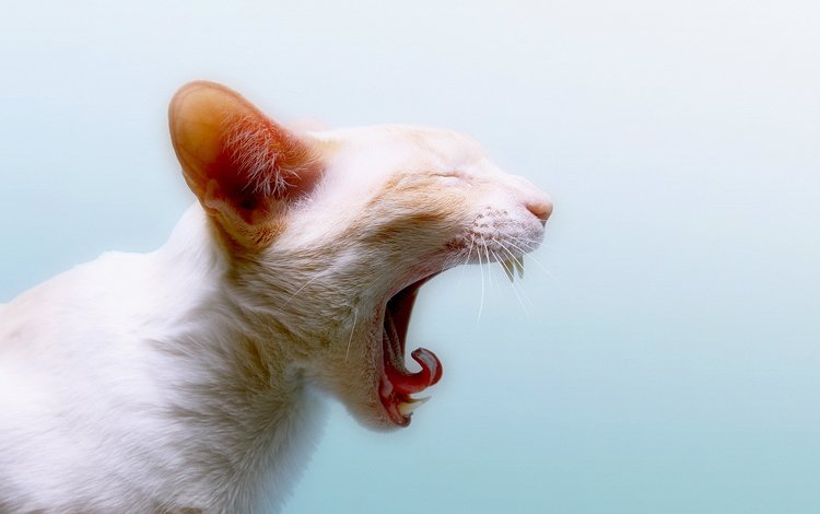 кот, кошка, белый, зубы, язык, зевает, cat, white, teeth, language, yawns