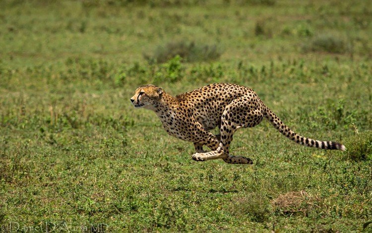 трава, хищник, животное, бег, гепард, бежит, grass, predator, animal, running, cheetah, runs