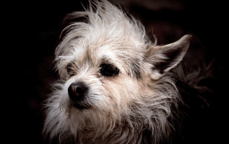 мордочка, собака, черный фон, уши, белая, смешная, мохнатая, muzzle, dog, black background, ears, white, funny, hairy