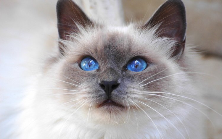 кот, кошка, взгляд, порода, священная бирма, бирманская, синеглазая, cat, look, breed, sacred birman, burmese, blue-eyed