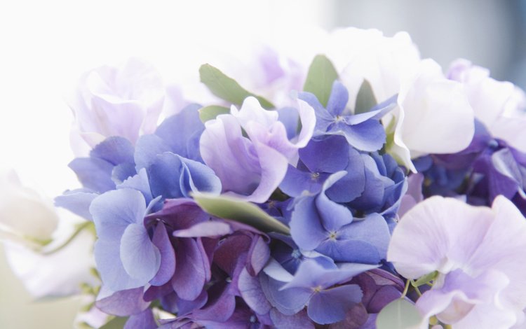 цветы, букет, белая, голубая, сиреневая, гортензия, flowers, bouquet, white, blue, lilac, hydrangea