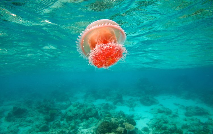океан, медуза, течение, подводный мир, яркая, филиппины, the ocean, medusa, for, underwater world, bright, philippines