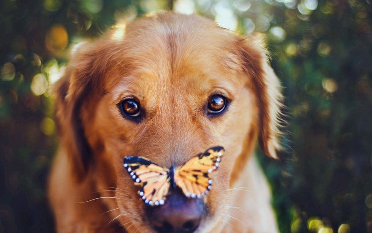 взгляд, бабочка, собака, нос, золотистый ретривер, фотограф джессика трин, look, butterfly, dog, nose, golden retriever, photographer jessica trinh