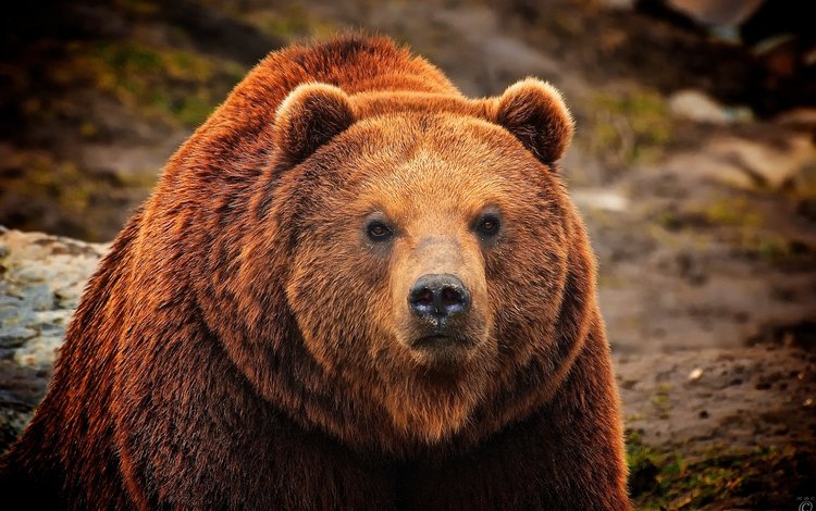 морда, шерсть, взгляд, медведь, мех, бурый, face, wool, look, bear, fur, brown