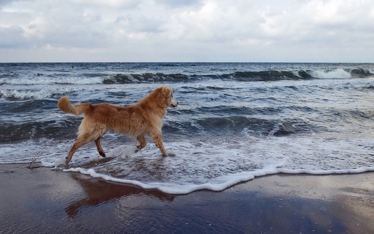 вода, волны, море, пляж, собака, золотистый ретривер, water, wave, sea, beach, dog, golden retriever