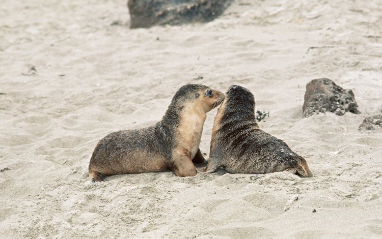 животные, песок, маленькие, тюлени, морские котики, animals, sand, small, seals, navy seals