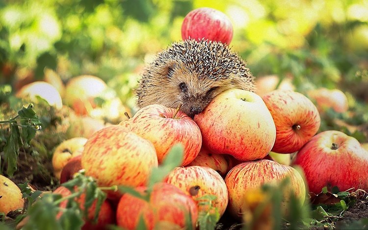 животные, мордочка, яблоки, урожай, ежик, еж, носик, animals, muzzle, apples, harvest, hedgehog, spout