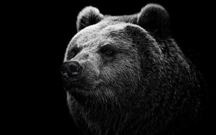 морда, шерсть, медведь, черный фон, голова, гризли, face, wool, bear, black background, head, grizzly