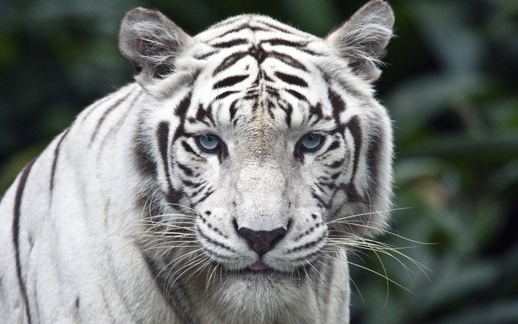 тигр, взгляд, белый, хищник, tiger, look, white, predator