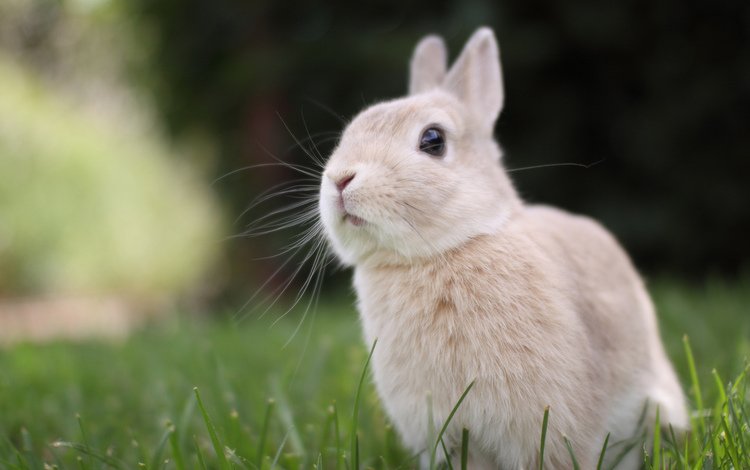 трава, природа, мордочка, взгляд, ушки, кролик, grass, nature, muzzle, look, ears, rabbit