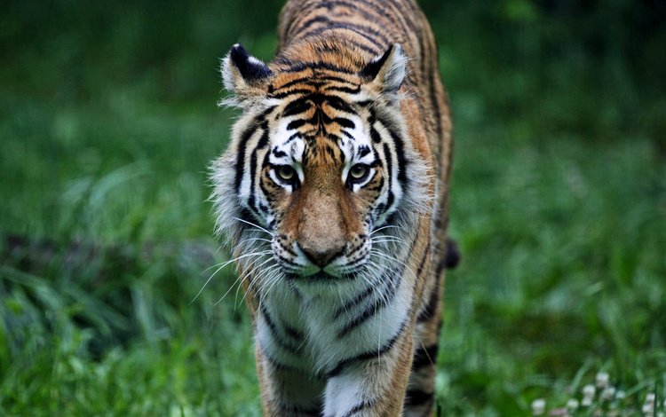 тигр, трава, лес, взгляд, хищник, дикая кошка, tiger, grass, forest, look, predator, wild cat