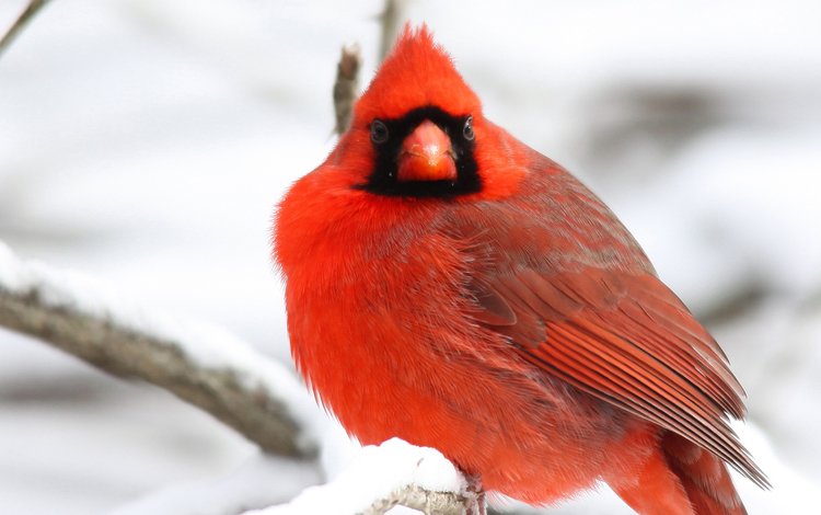 снег, зима, ветки, красный, птицы, оперение, кардинал, snow, winter, branches, red, birds, tail, cardinal