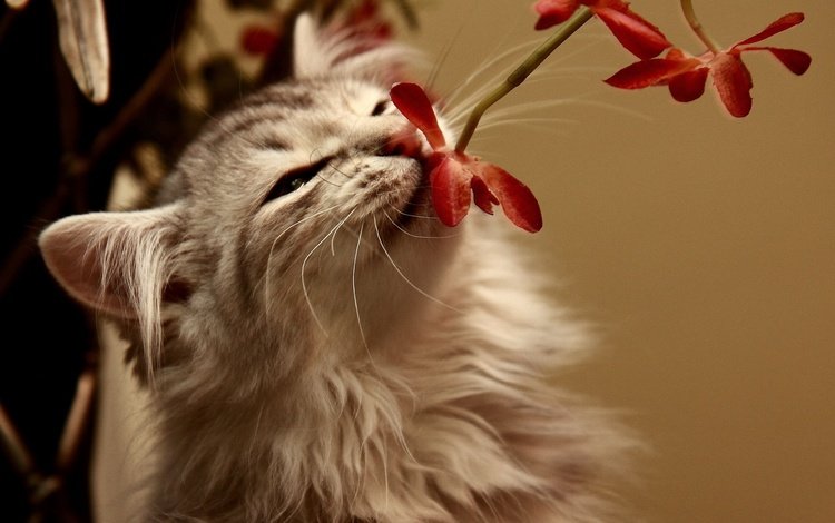 цветок, кот, кошка, пушистый, запах, flower, cat, fluffy, the smell