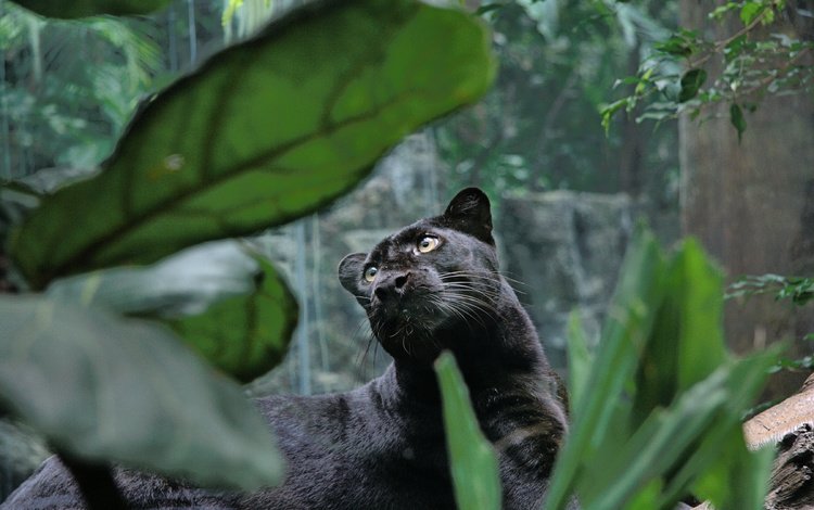 хищник, большая кошка, пантера, черная, джунгли, predator, big cat, panther, black, jungle
