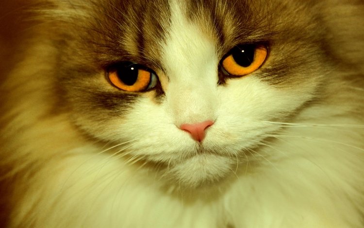 глаза, кот, кошка, взгляд, eyes, cat, look