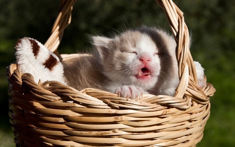 кошка, сон, котенок, малыш, язык, корзинка, cat, sleep, kitty, baby, language, basket