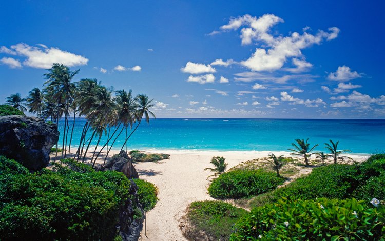 пляж, пальмы, тропики, beach, palm trees, tropics