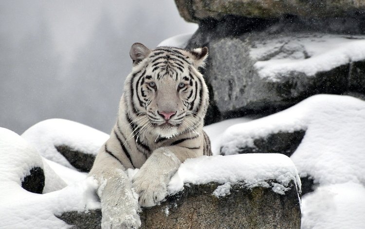 тигр, морда, снег, камни, белый, хищник, waite tiger, tiger, face, snow, stones, white, predator