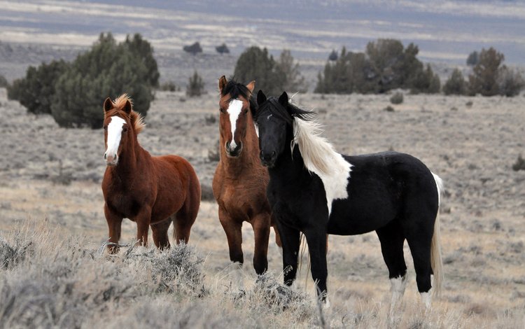 природа, поле, лошади, кони, стадо, жеребцы, nature, field, horse, horses, the herd, stallions