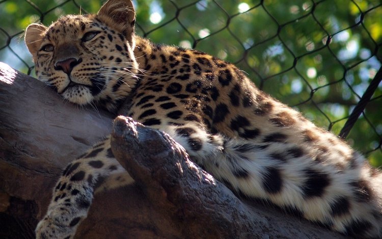 леопард, хищник, зоопарк, дикая кошка, leopard, predator, zoo, wild cat