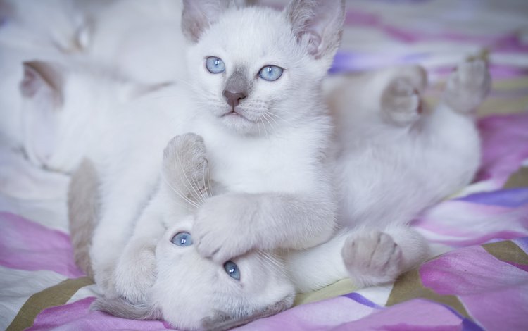 игра, белые, кошки, котята, друзья, голубоглазые, the game, white, cats, kittens, friends, blue-eyed