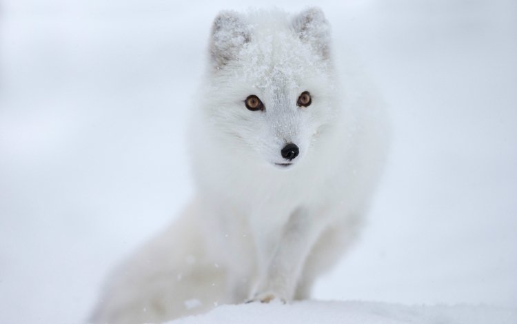 снег, мордочка, взгляд, песец, полярная лисица, snow, muzzle, look, fox, polar fox
