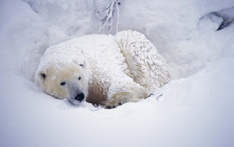 снег, медведь, белый, арктика, полярный, северный, snow, bear, white, arctic, polar, north