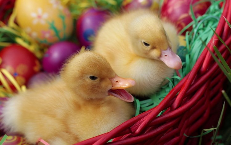 весна, корзина, пасха, яйца, праздник, утята, зеленые пасхальные, spring, basket, easter, eggs, holiday, ducklings