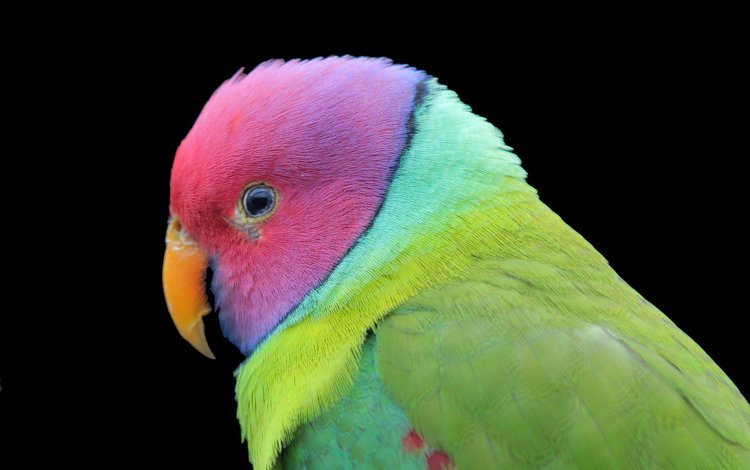 разноцветный, птица, черный фон, попугай, colorful, bird, black background, parrot