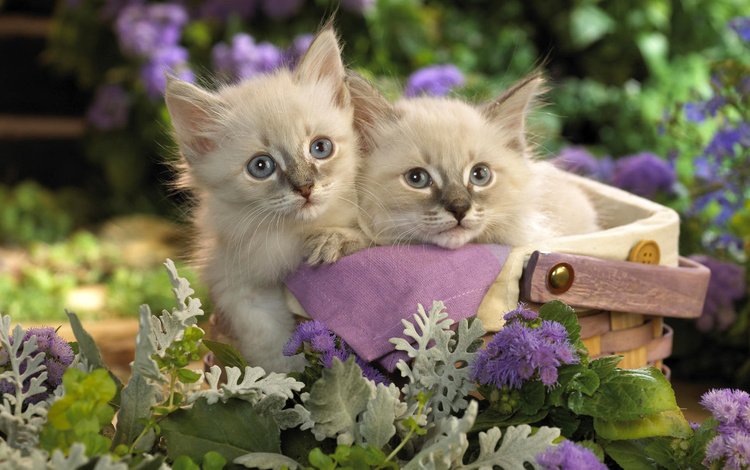 цветы, трава, кошки, котята, корзинка, flowers, grass, cats, kittens, basket