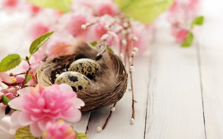 цветы, яйца, гнездо, перепелиные, flowers, eggs, socket, quail